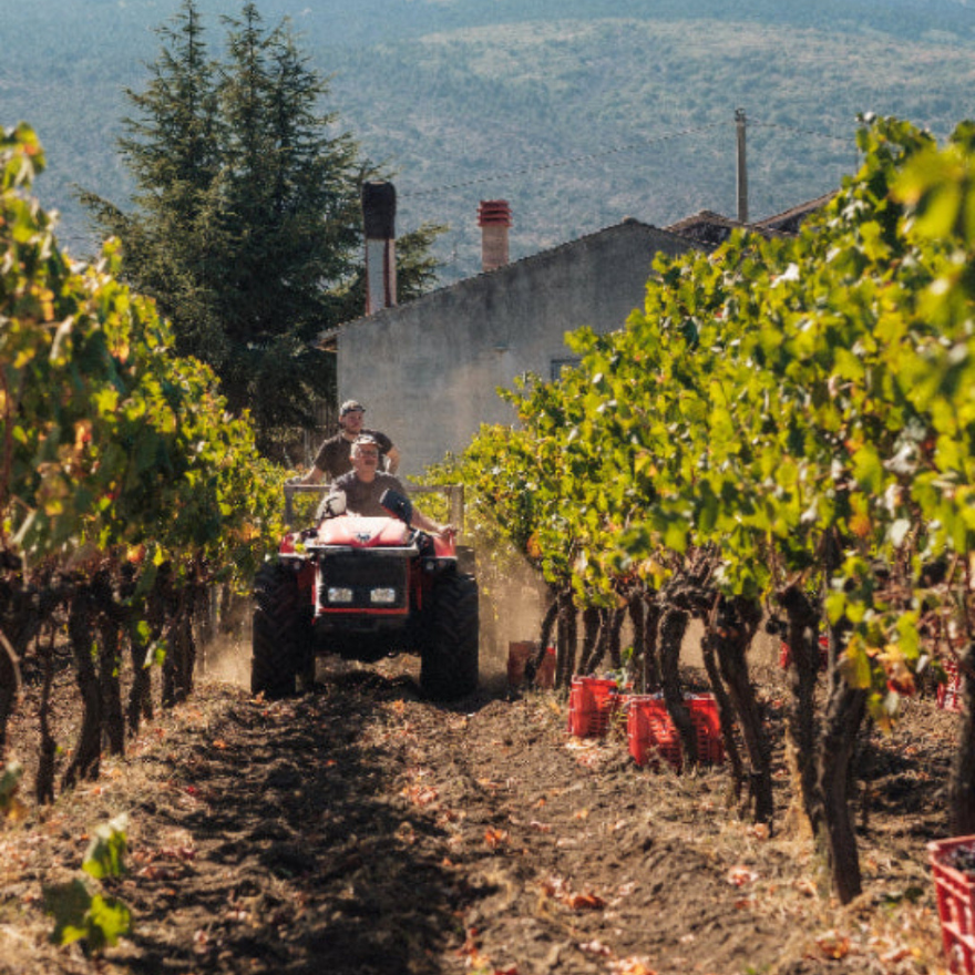 Italian Whites Masterclass: A burgeoning category of fine wine