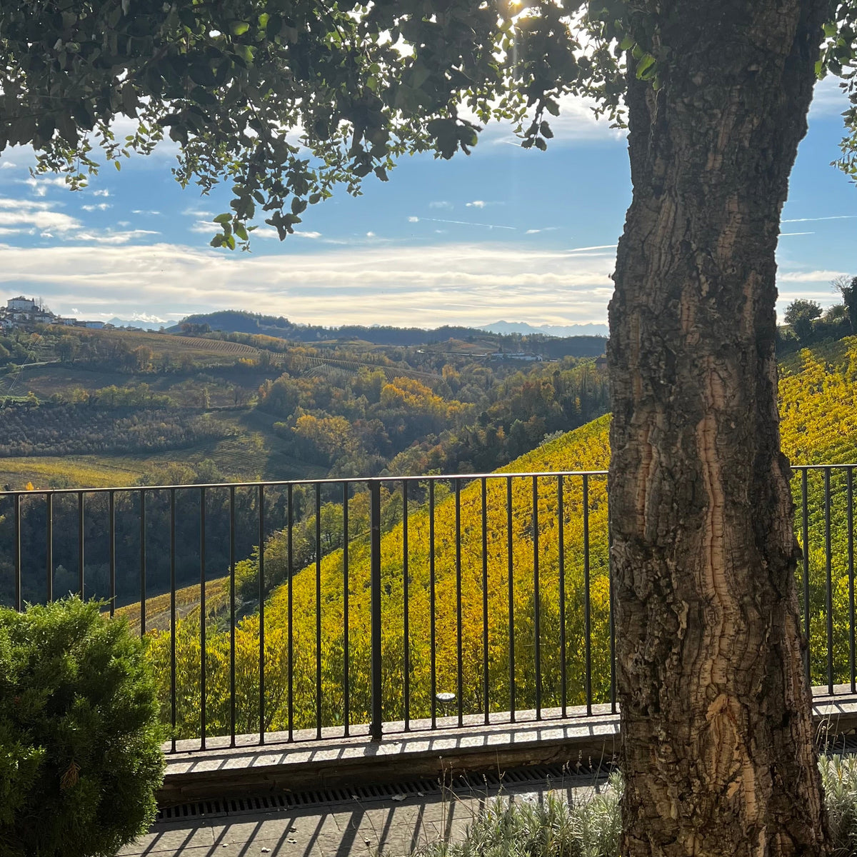 The Many Faces of Nebbiolo