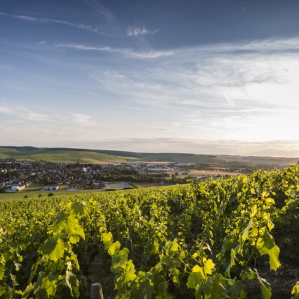 Chablis Masterclass
