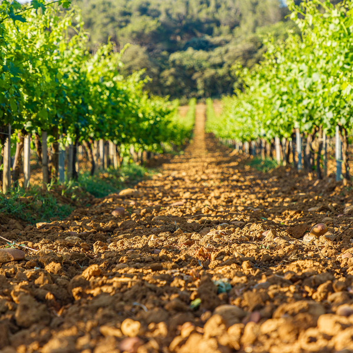 E. Guigal Masterclass: Inside One of The Rhone’s Most Iconic Producers