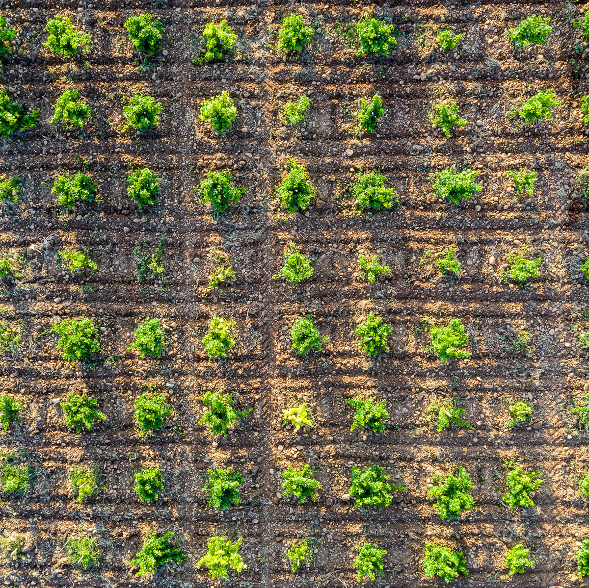 E. Guigal Masterclass: Inside One of The Rhone’s Most Iconic Producers