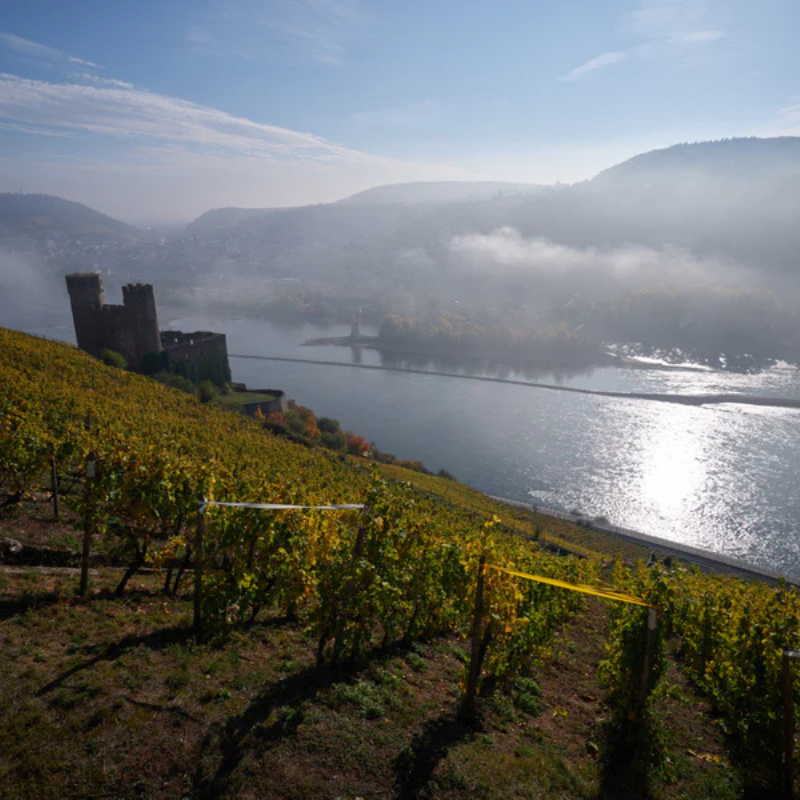 Künstler, Rheingau - A Riesling Masterclass and a Masterclass in Riesling