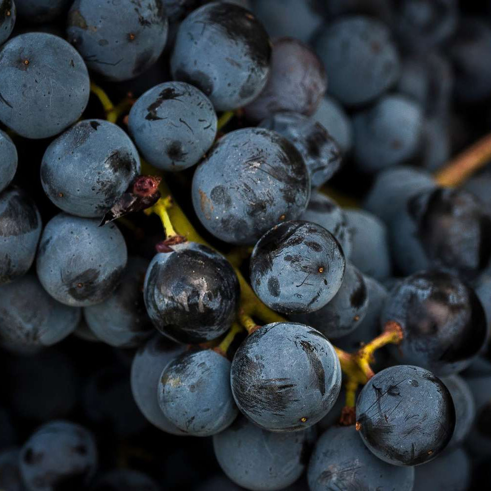 Destination: Sangiovese
