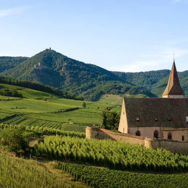Alsace Unlocked: A Masterclass