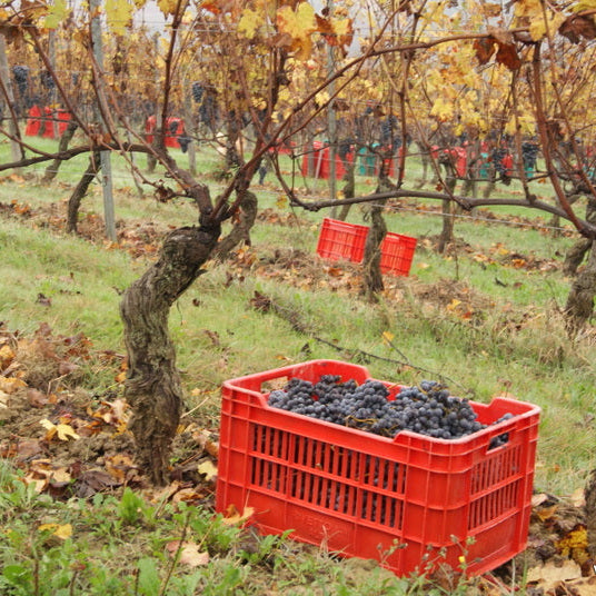 The Many Faces of Nebbiolo